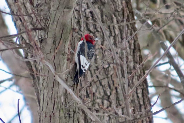 Red-headed Woodpecker - ML615471313