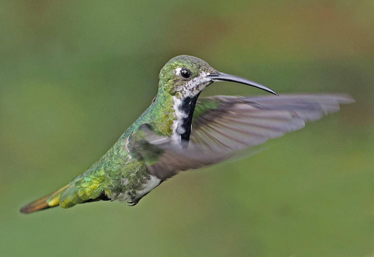 kolibřík tropický (ssp. iridescens) - ML615471346