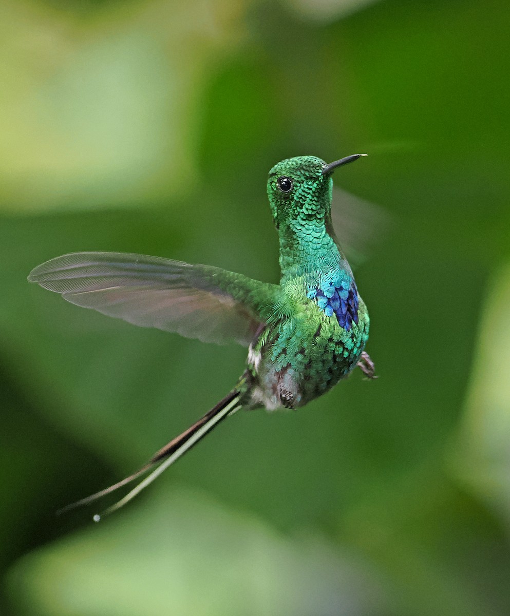 kolibřík trnoocasý - ML615471348