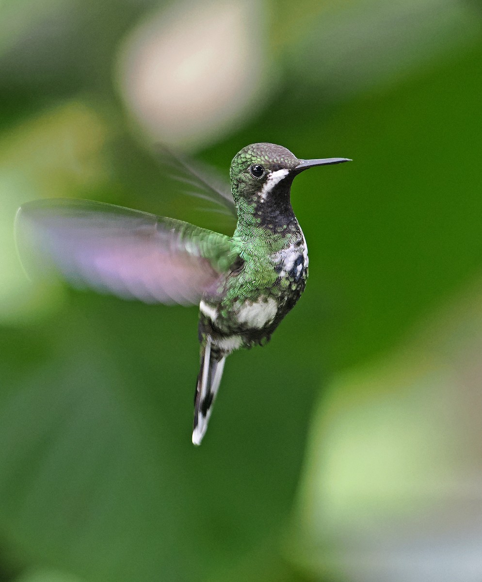 kolibřík trnoocasý - ML615471349