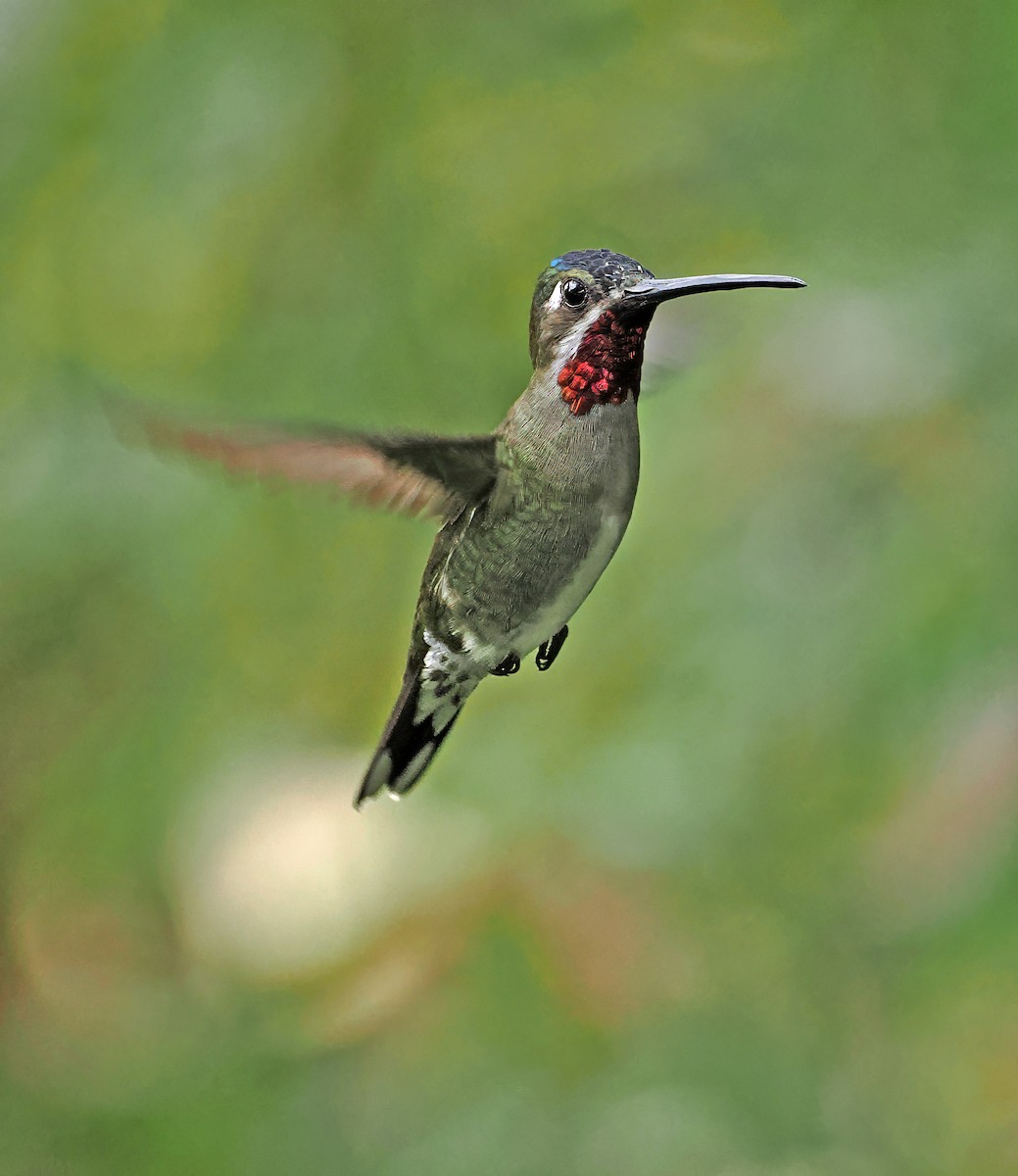 kolibřík hvězdohrdlý - ML615471353