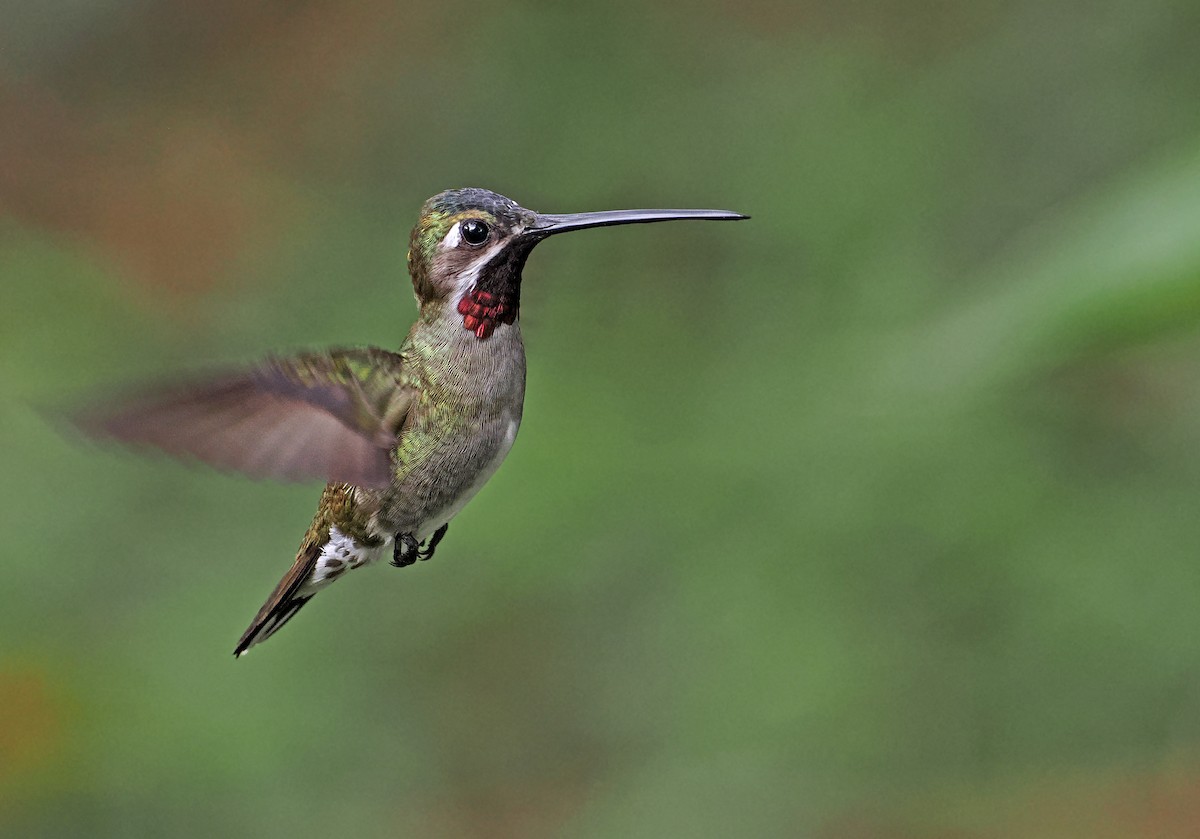 kolibřík hvězdohrdlý - ML615471354