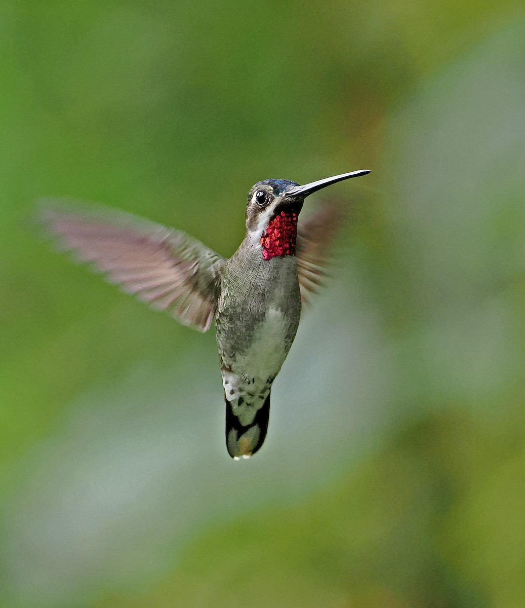 kolibřík hvězdohrdlý - ML615471356