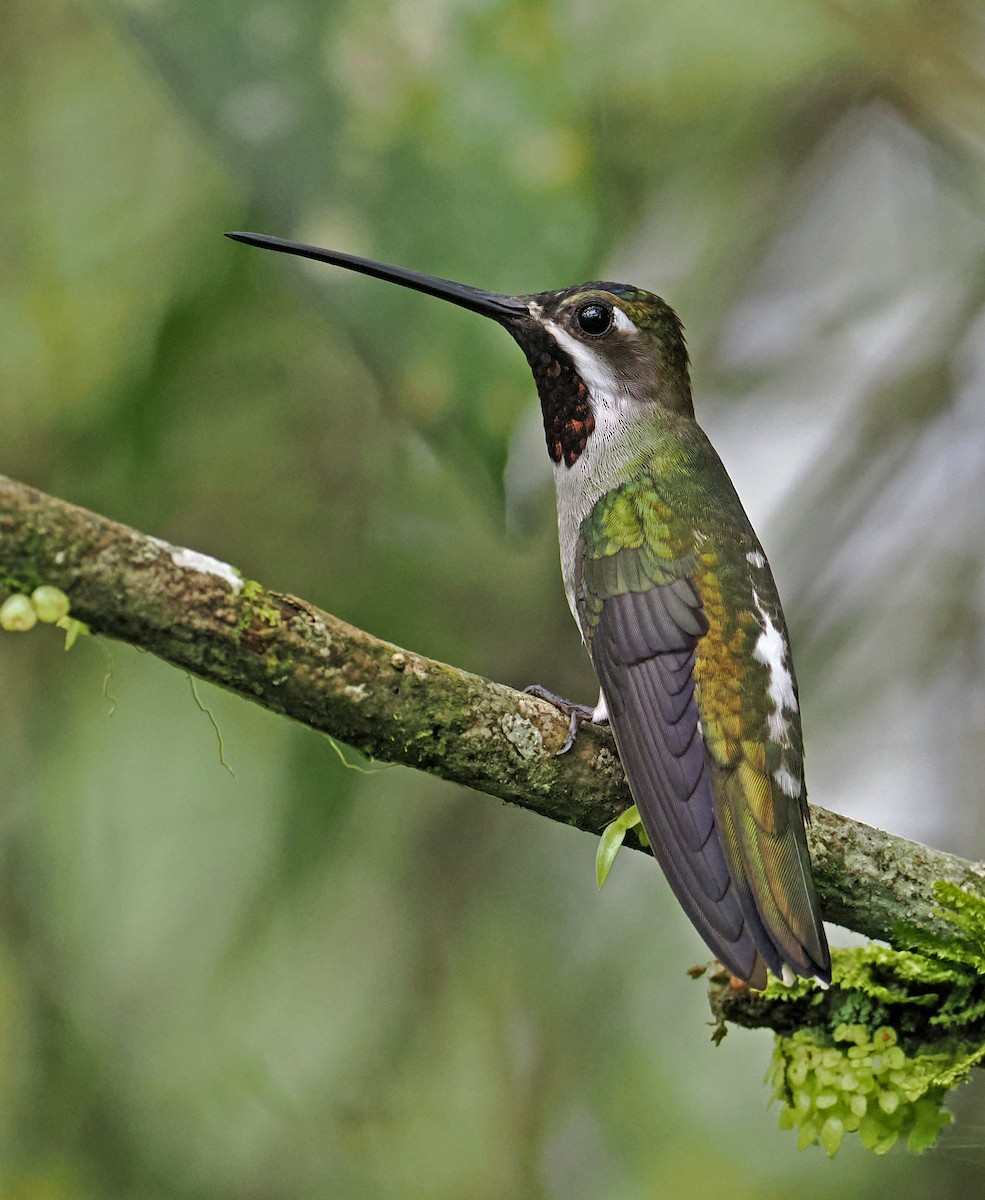 kolibřík hvězdohrdlý - ML615471357