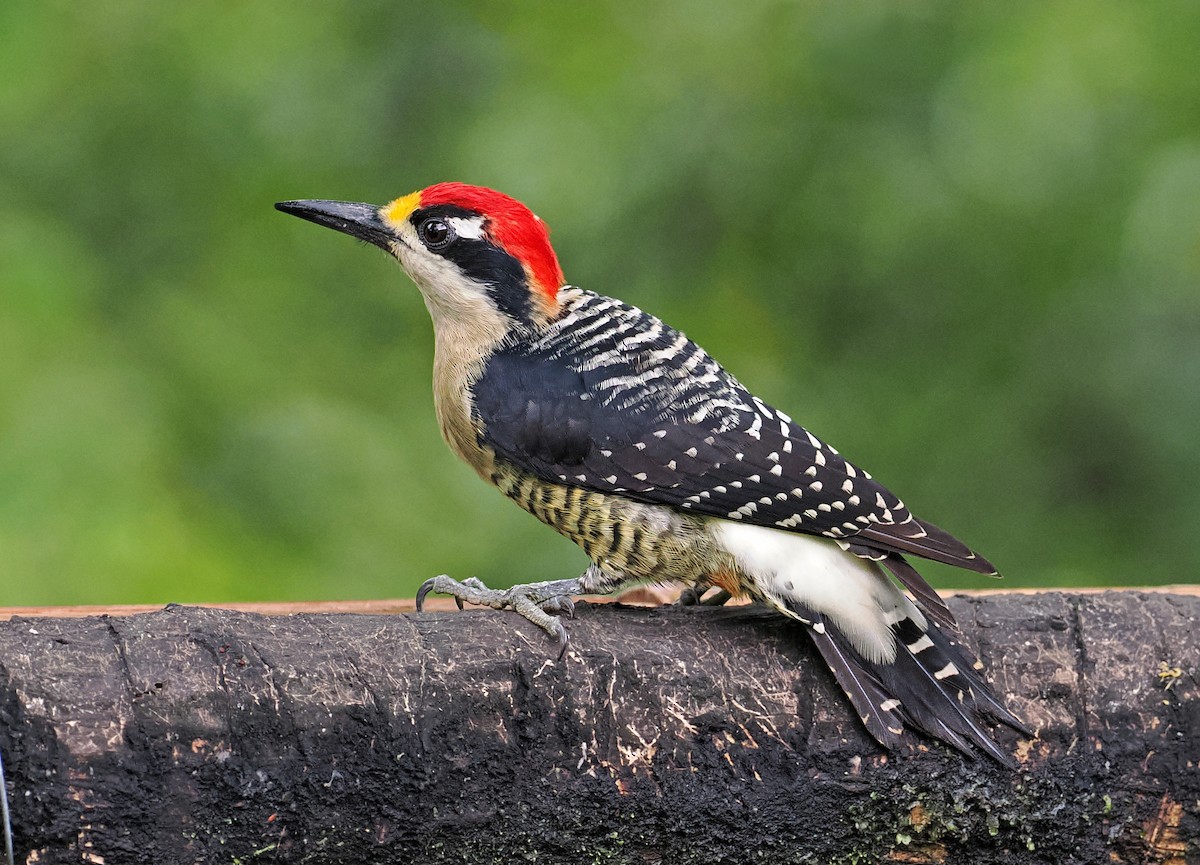 Black-cheeked Woodpecker - ML615471363