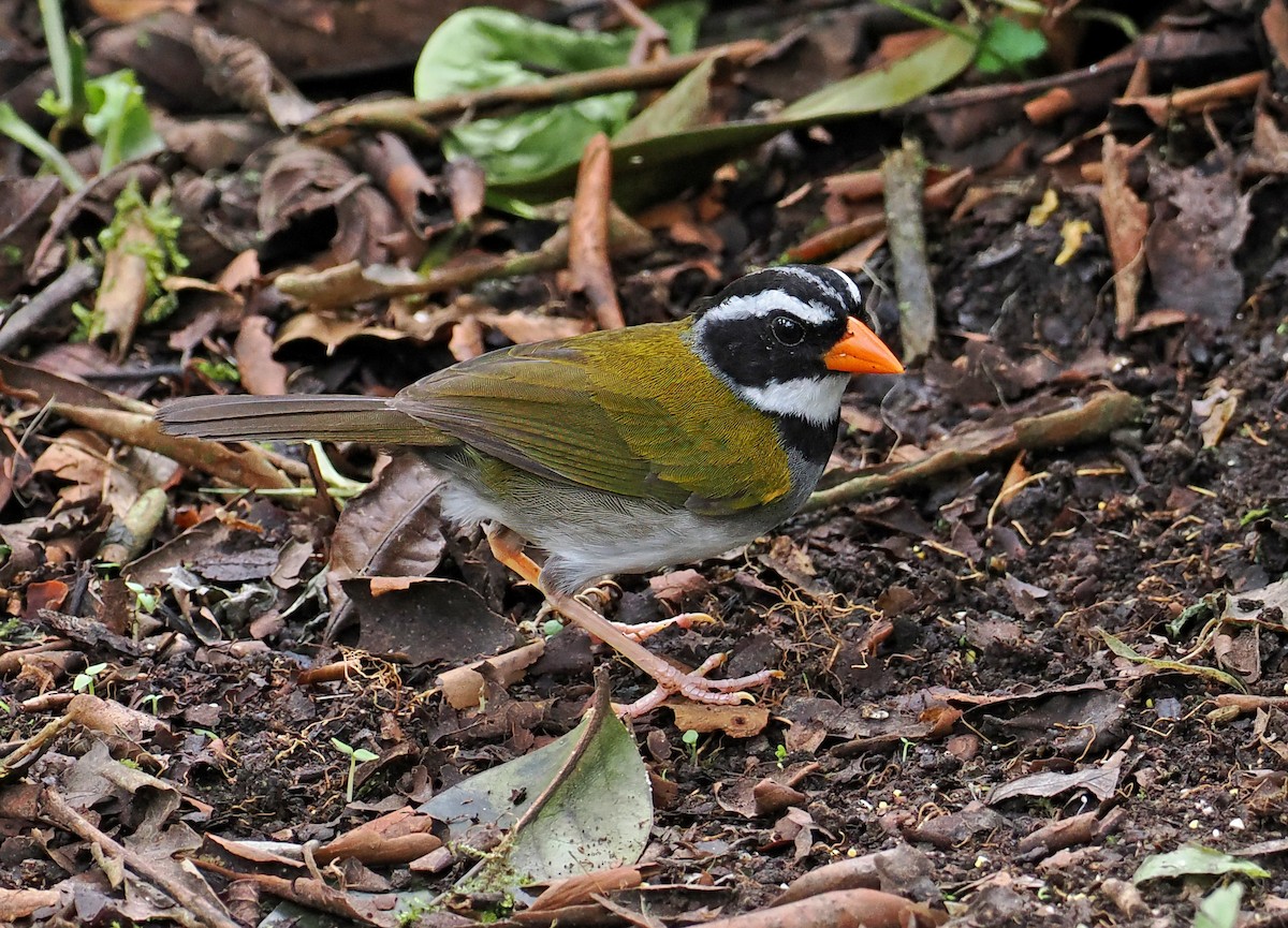 Orange-billed Sparrow (aurantiirostris Group) - Roger Ahlman