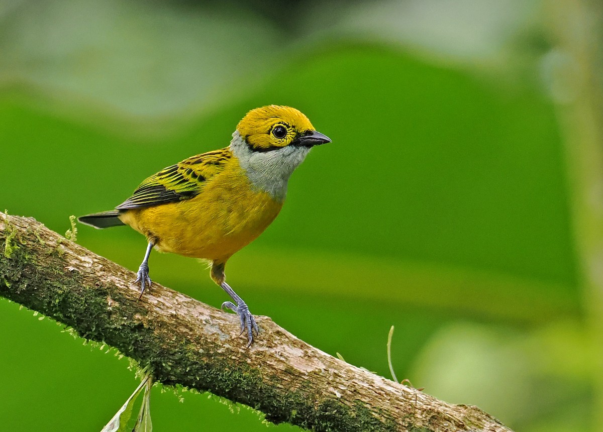 Silver-throated Tanager - ML615471376