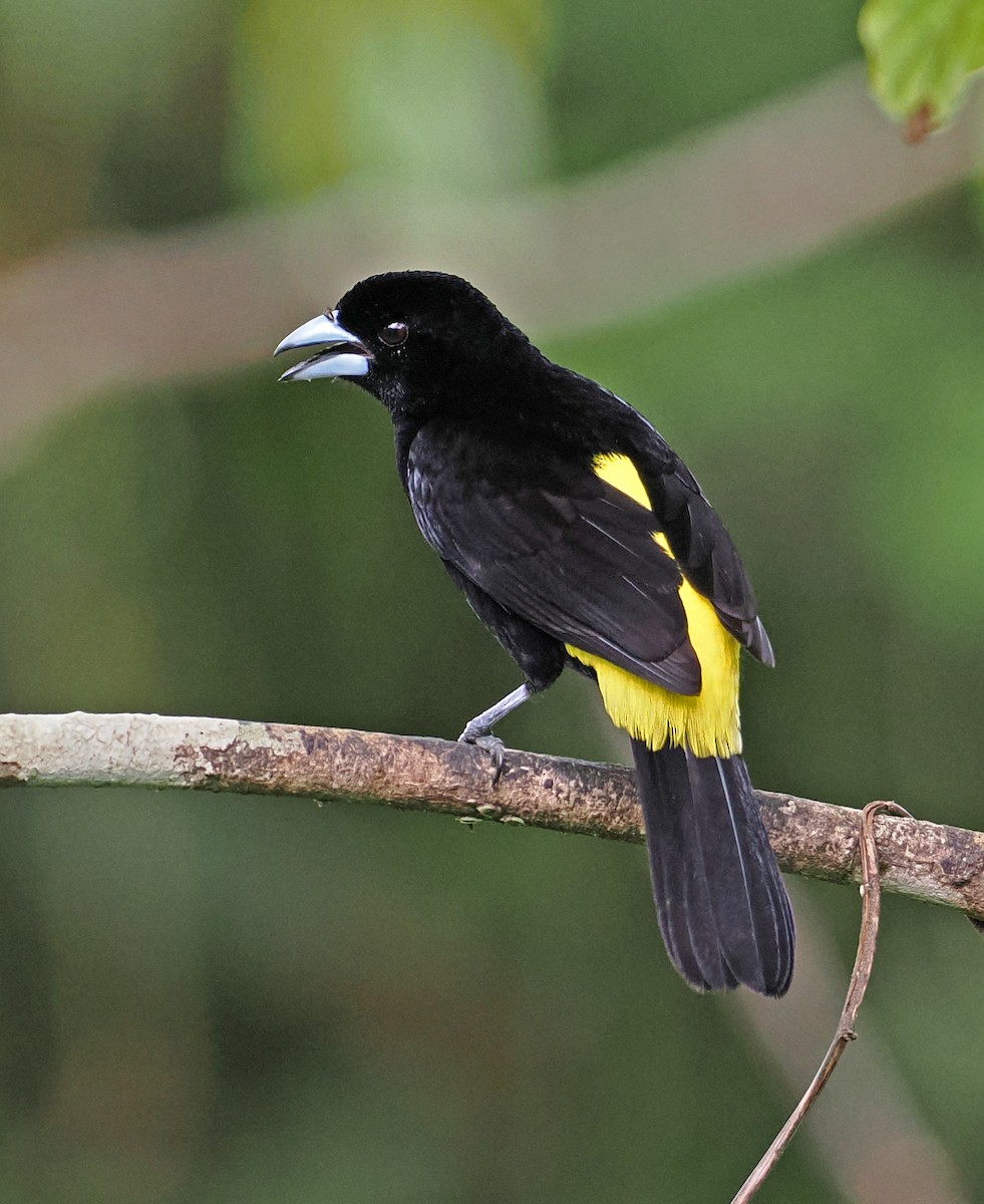 Flame-rumped Tanager (Lemon-rumped) - ML615471387