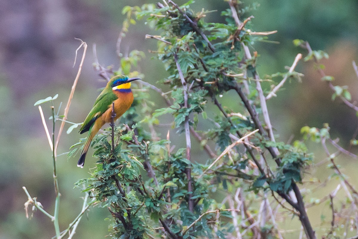 Ethiopian Bee-eater - ML615472078