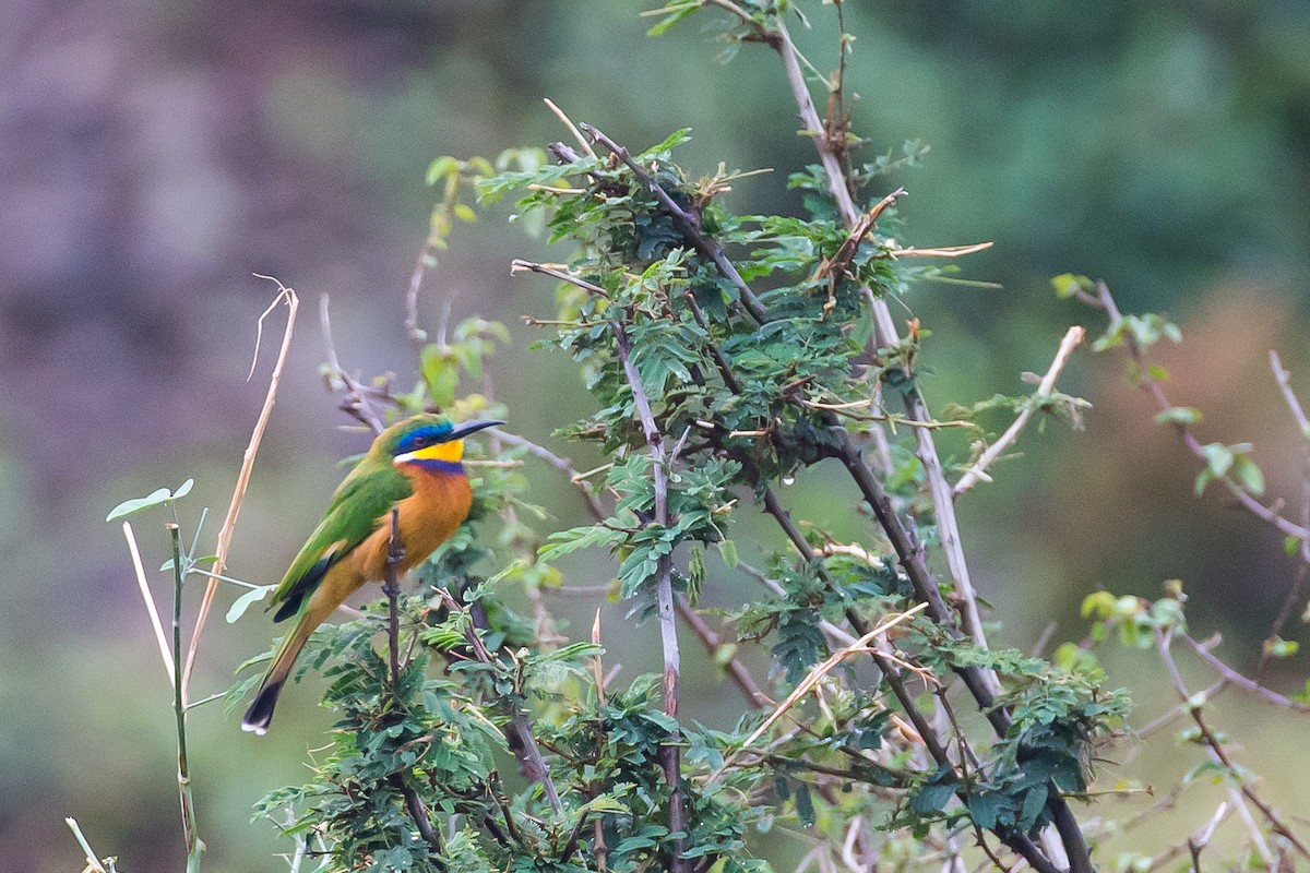 Ethiopian Bee-eater - ML615472079