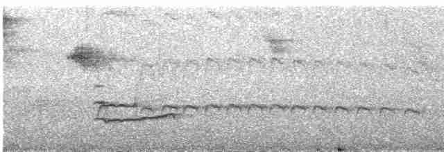 Tüpfelkronen-Ameisenvogel - ML615472380