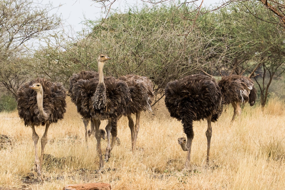 Somali Ostrich - ML615472464