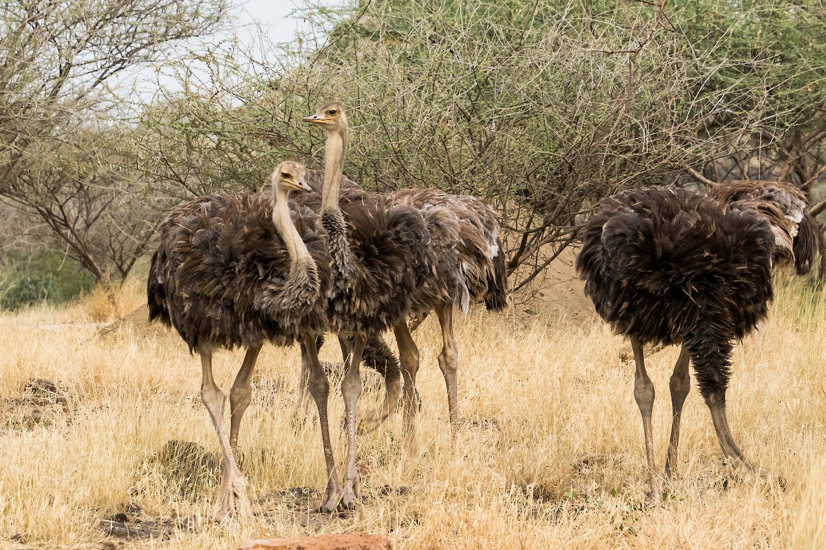 Somali Ostrich - ML615472465
