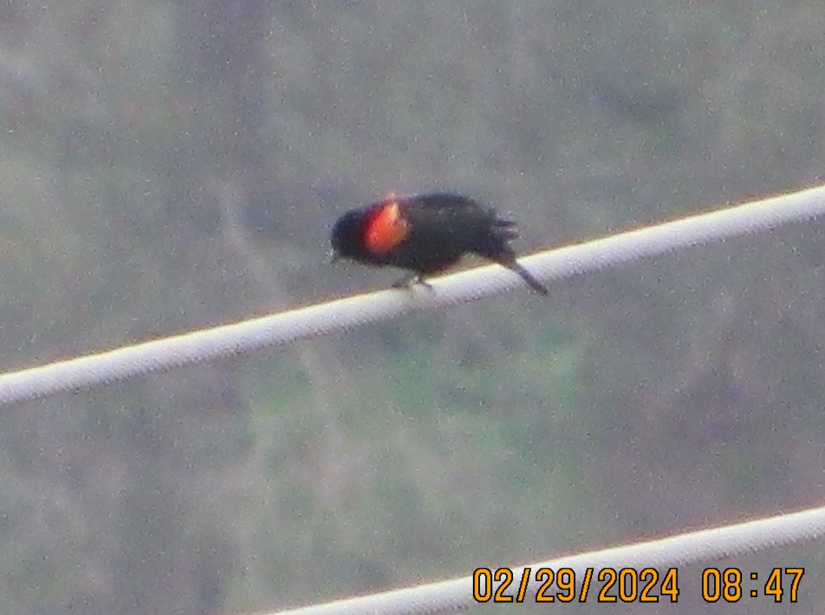 Red-winged Blackbird - crdf bird