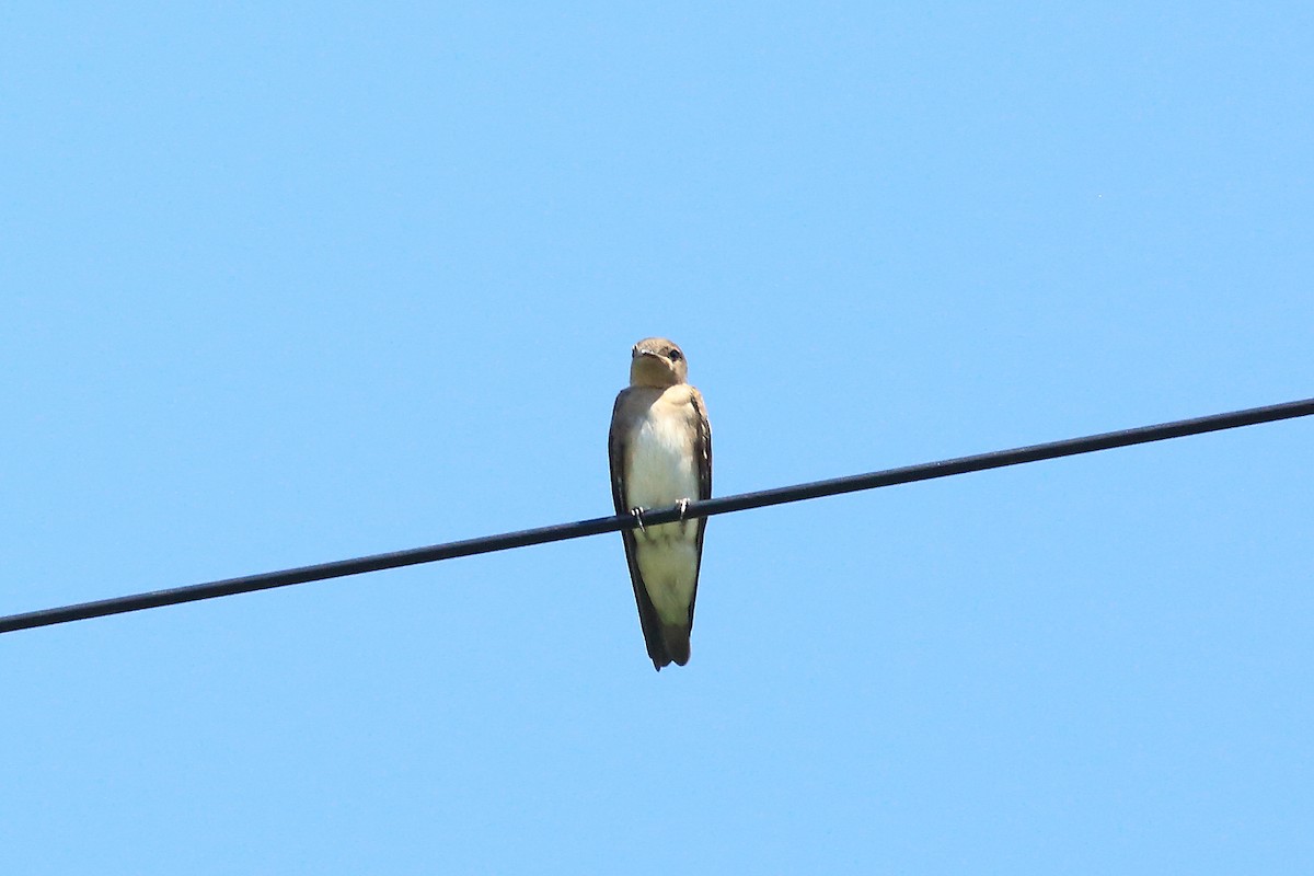 Northern Rough-winged Swallow - ML61547261