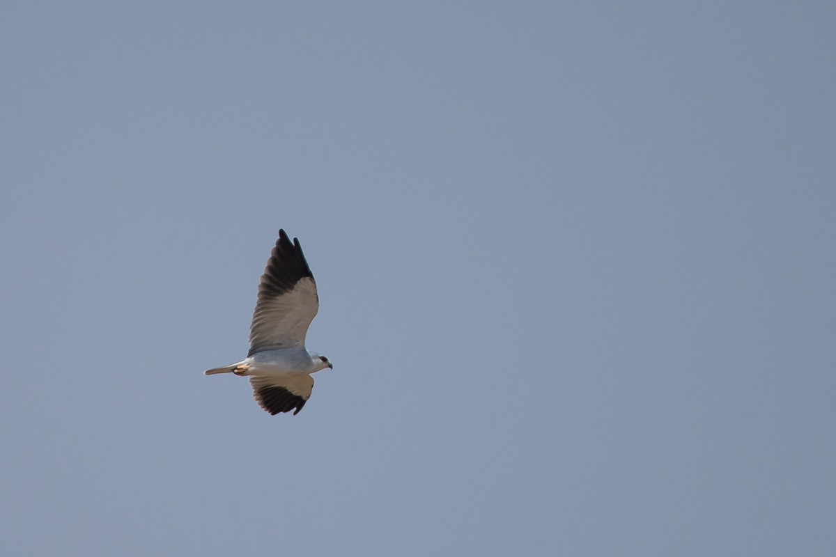 Black-winged Kite - ML615472726