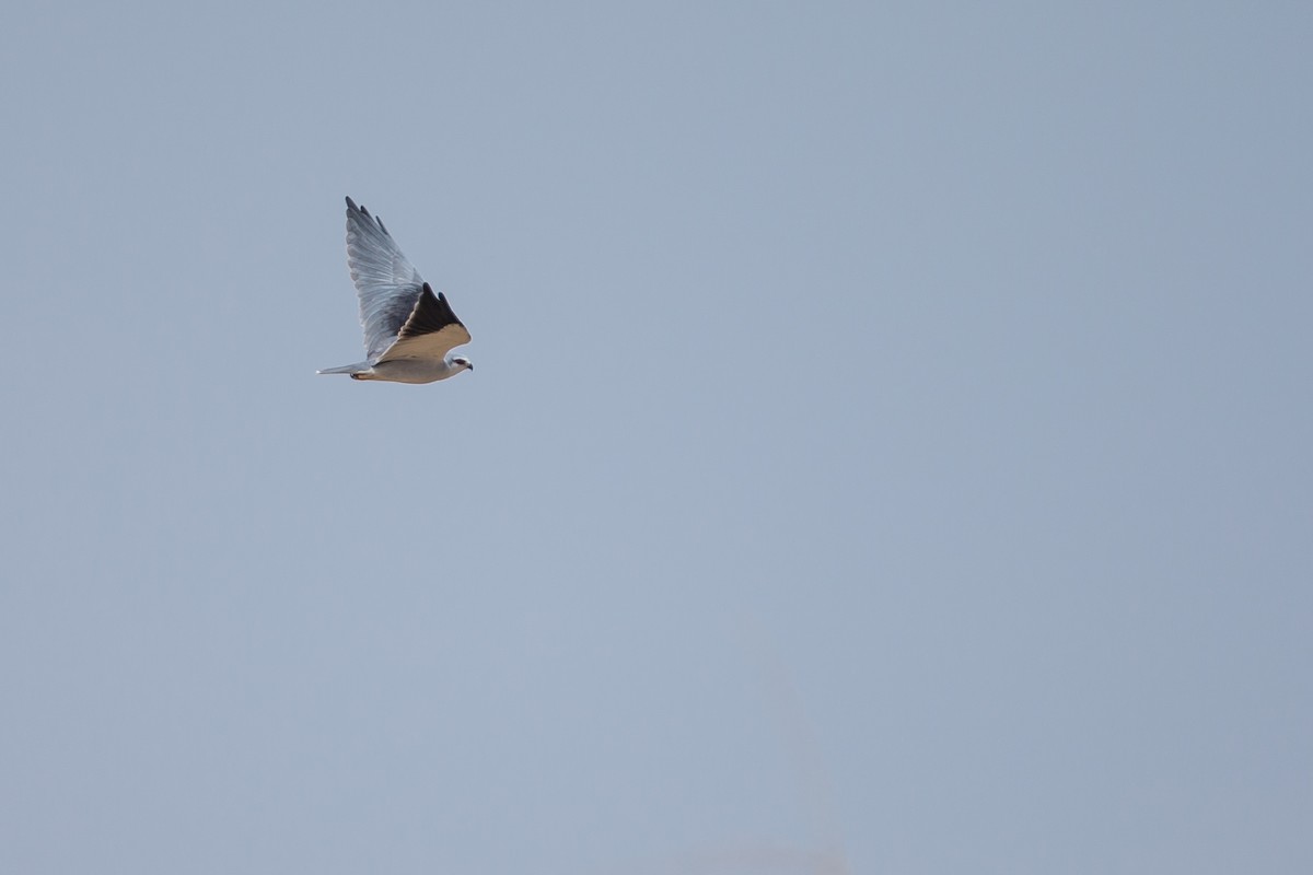 Black-winged Kite - Anonymous
