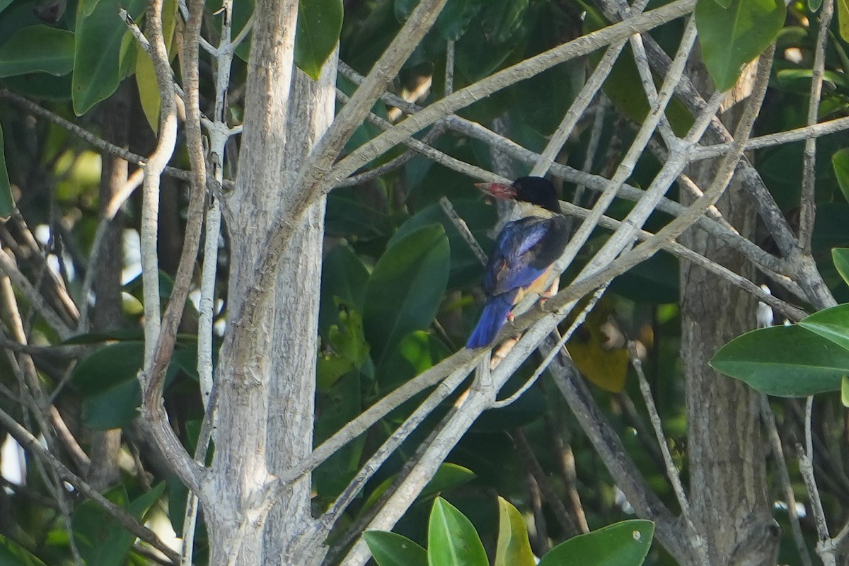 Black-capped Kingfisher - ML615472759