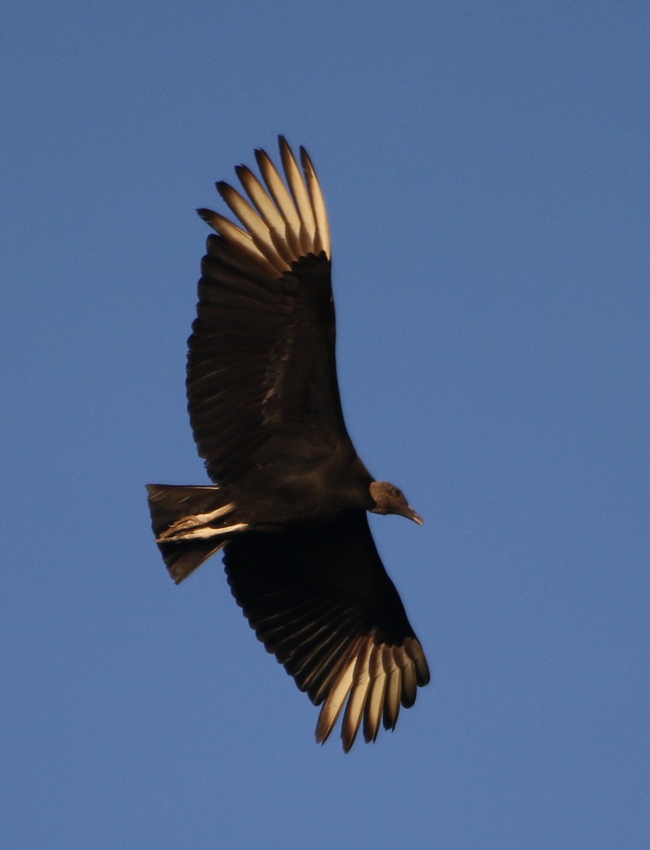 Black Vulture - ML615472787