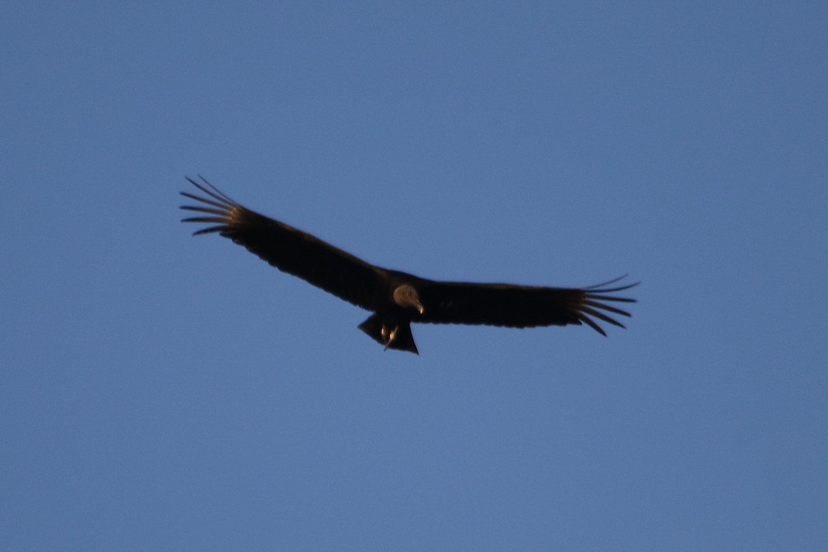 Black Vulture - ML615472789