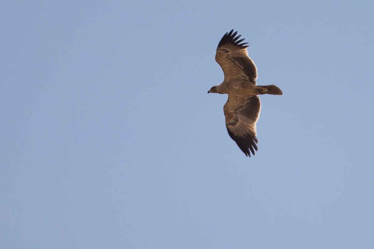 Lesser Spotted Eagle - ML615472791