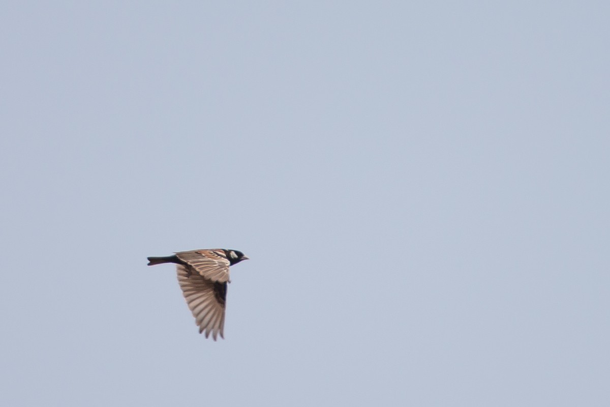 Chestnut-backed Sparrow-Lark - ML615472795
