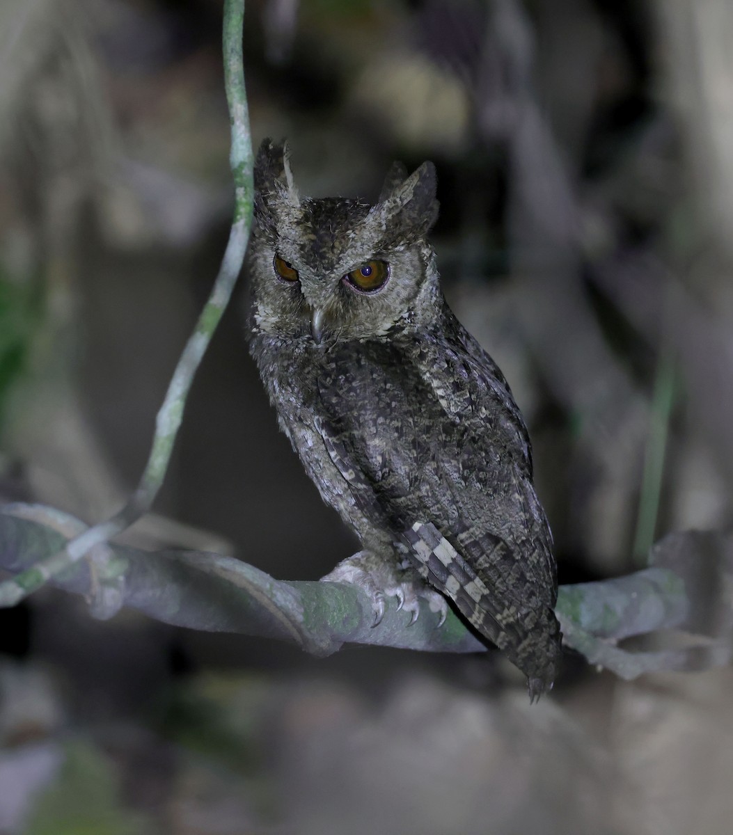 Philippine Scops-Owl - ML615472821