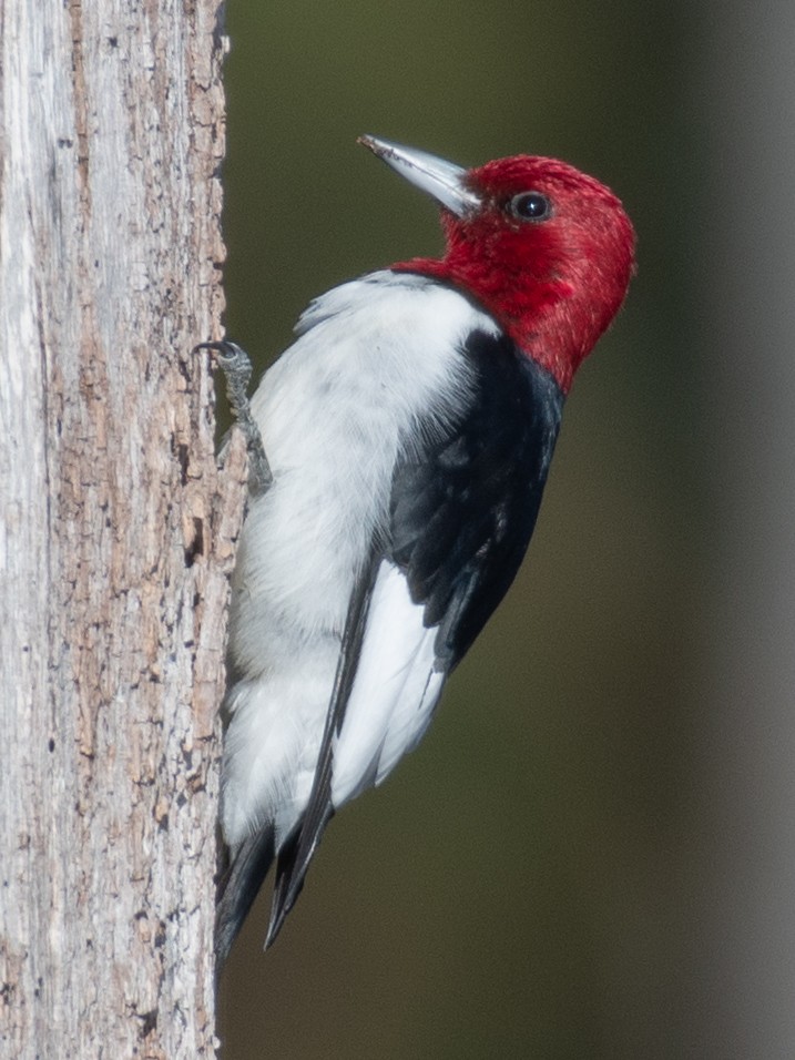 Red-headed Woodpecker - ML615472934