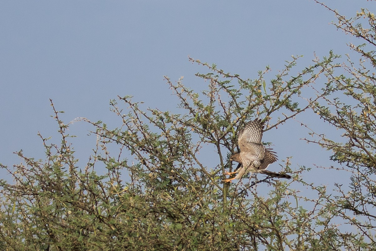 Eurasian Sparrowhawk - ML615472975