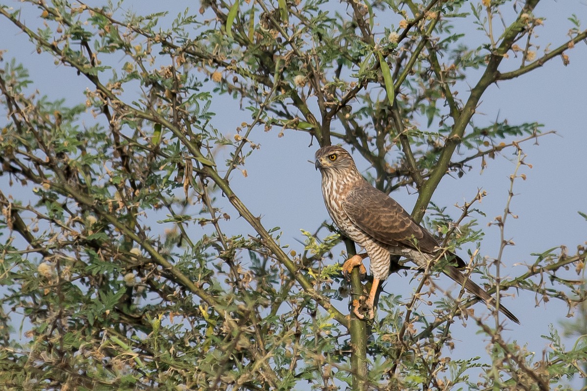 Eurasian Sparrowhawk - ML615472993