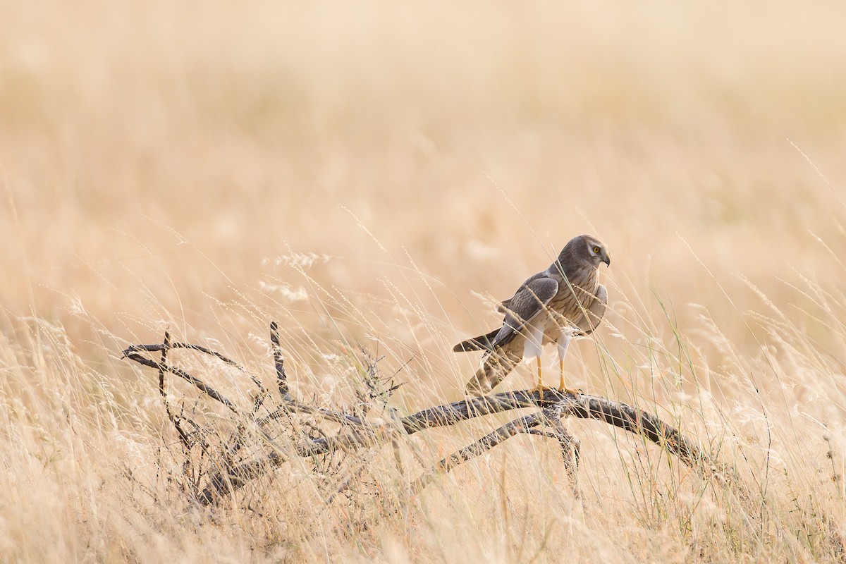 Pallid Harrier - Anonymous