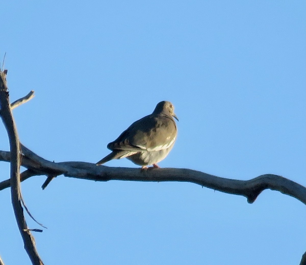 White-winged Dove - Mark A. Brogie