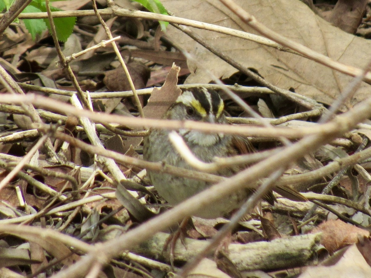 White-throated Sparrow - ML615473079