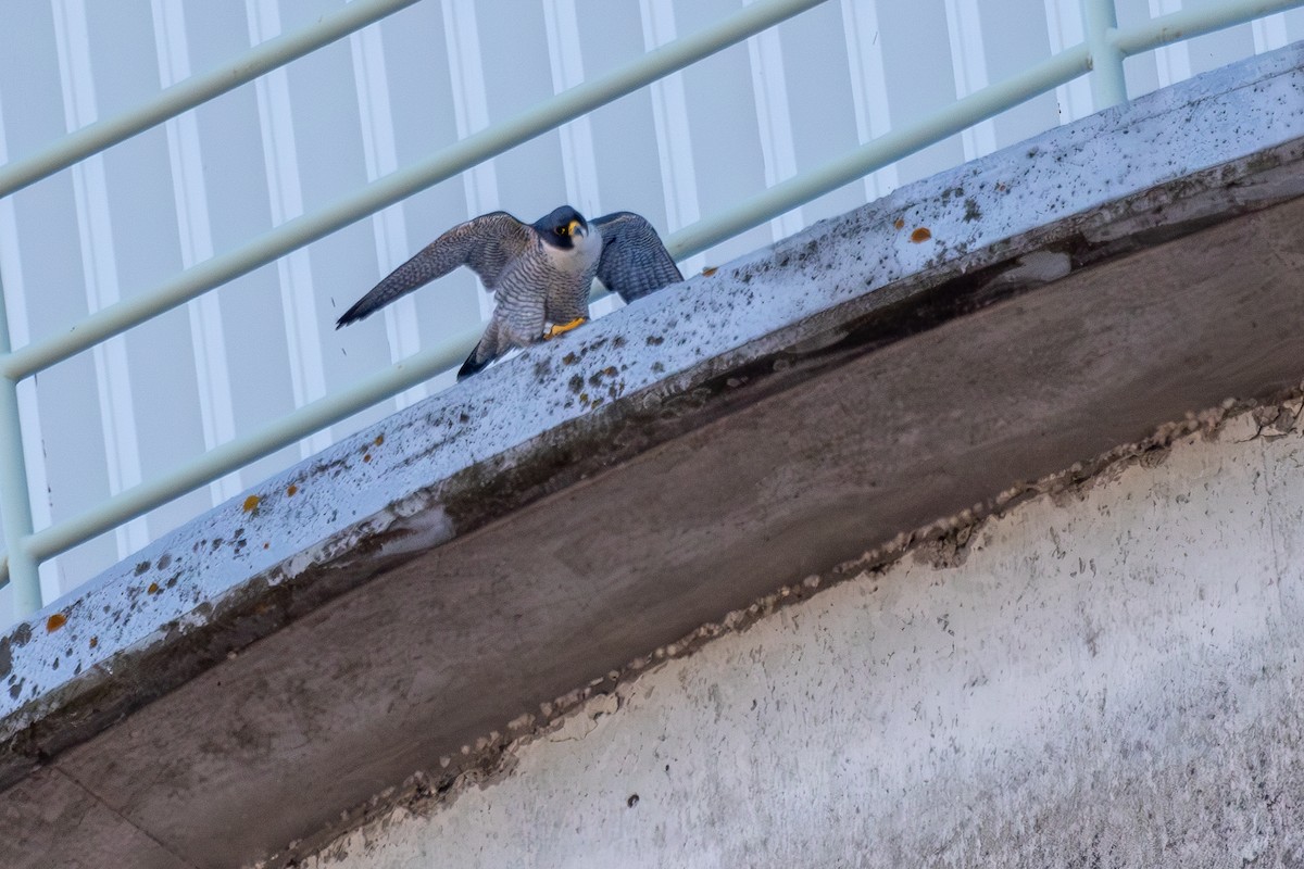 Peregrine Falcon (North American) - Lance Runion 🦤