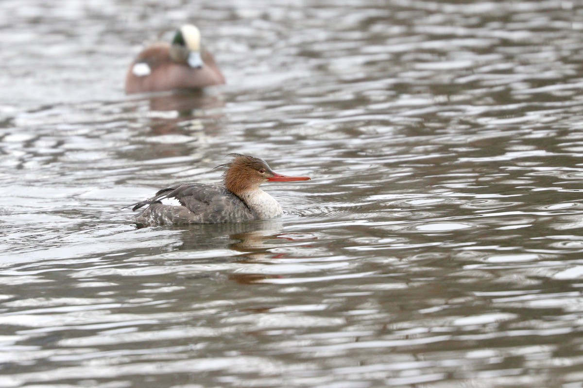 Red-breasted Merganser - Aaron Marshall