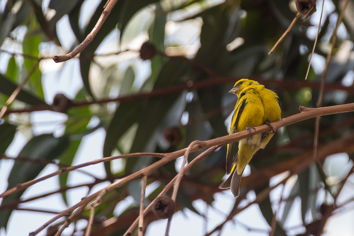 Yellow-crowned Canary - Anonymous