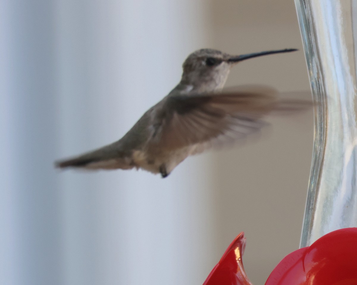 Black-chinned Hummingbird - ML615473389