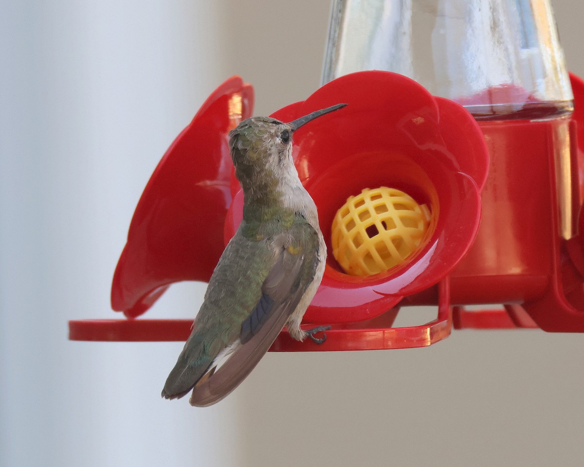 Black-chinned Hummingbird - ML615473396
