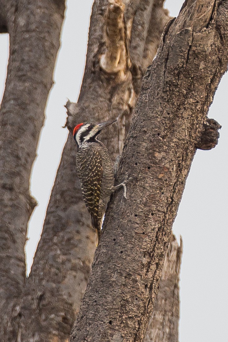 Bearded Woodpecker - ML615473428