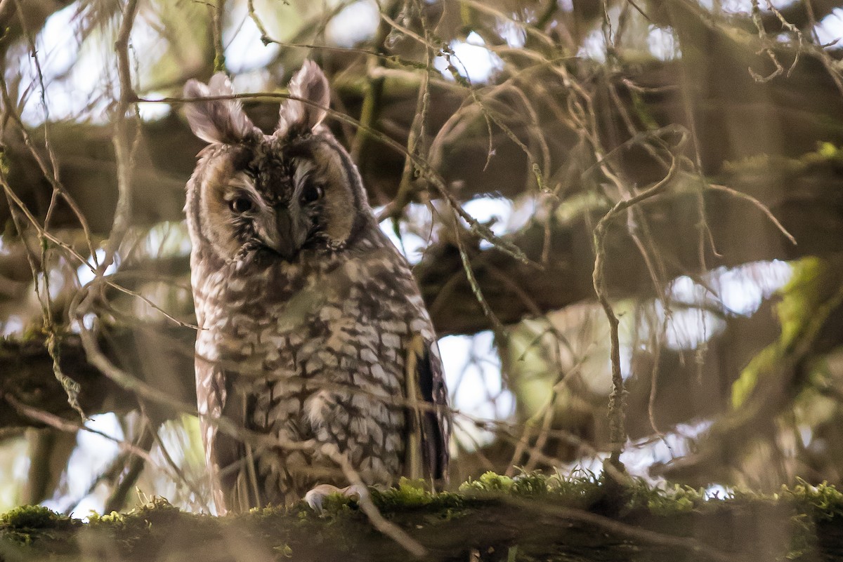 Abyssinian Owl - Anonymous