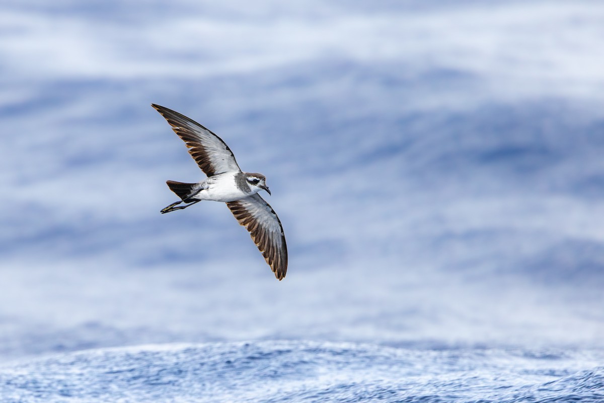 White-faced Storm-Petrel - ML615473565