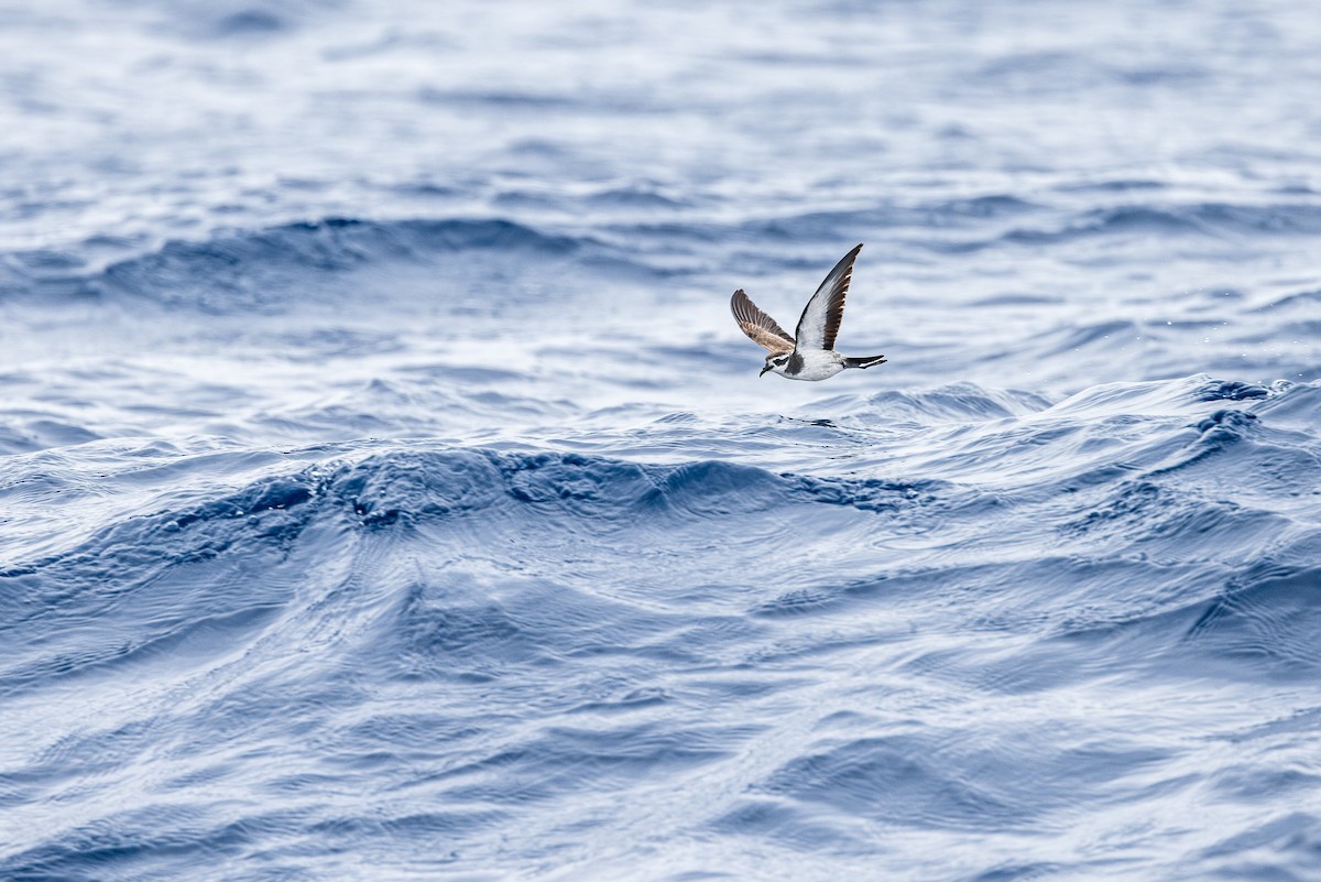White-faced Storm-Petrel - ML615473567