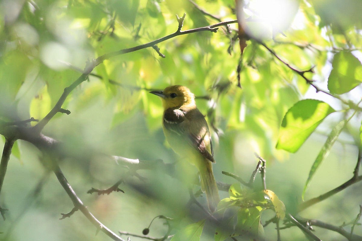 Orchard Oriole - ML61547361