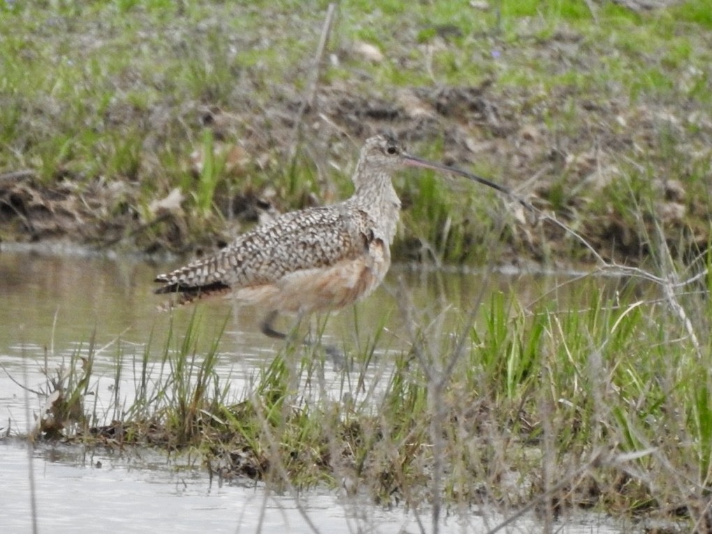 Long-billed Curlew - ML615473639