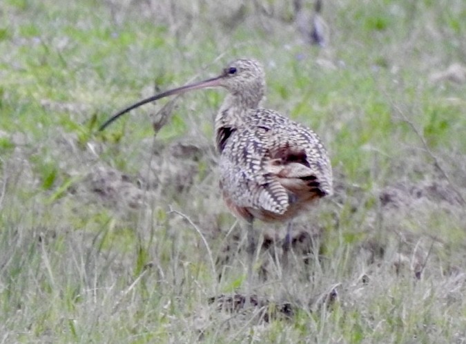 Long-billed Curlew - ML615473640