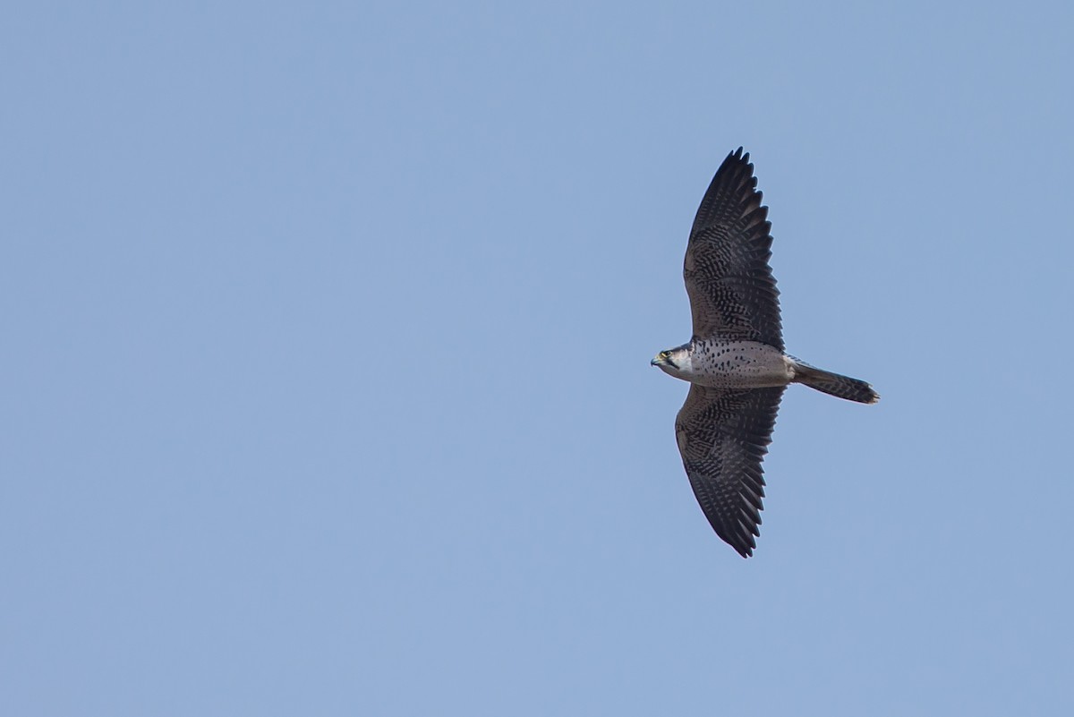 Lanner Falcon - Anonymous