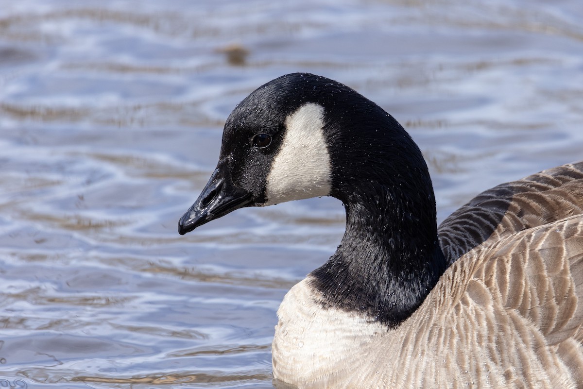 Cackling Goose - Kent Fiala
