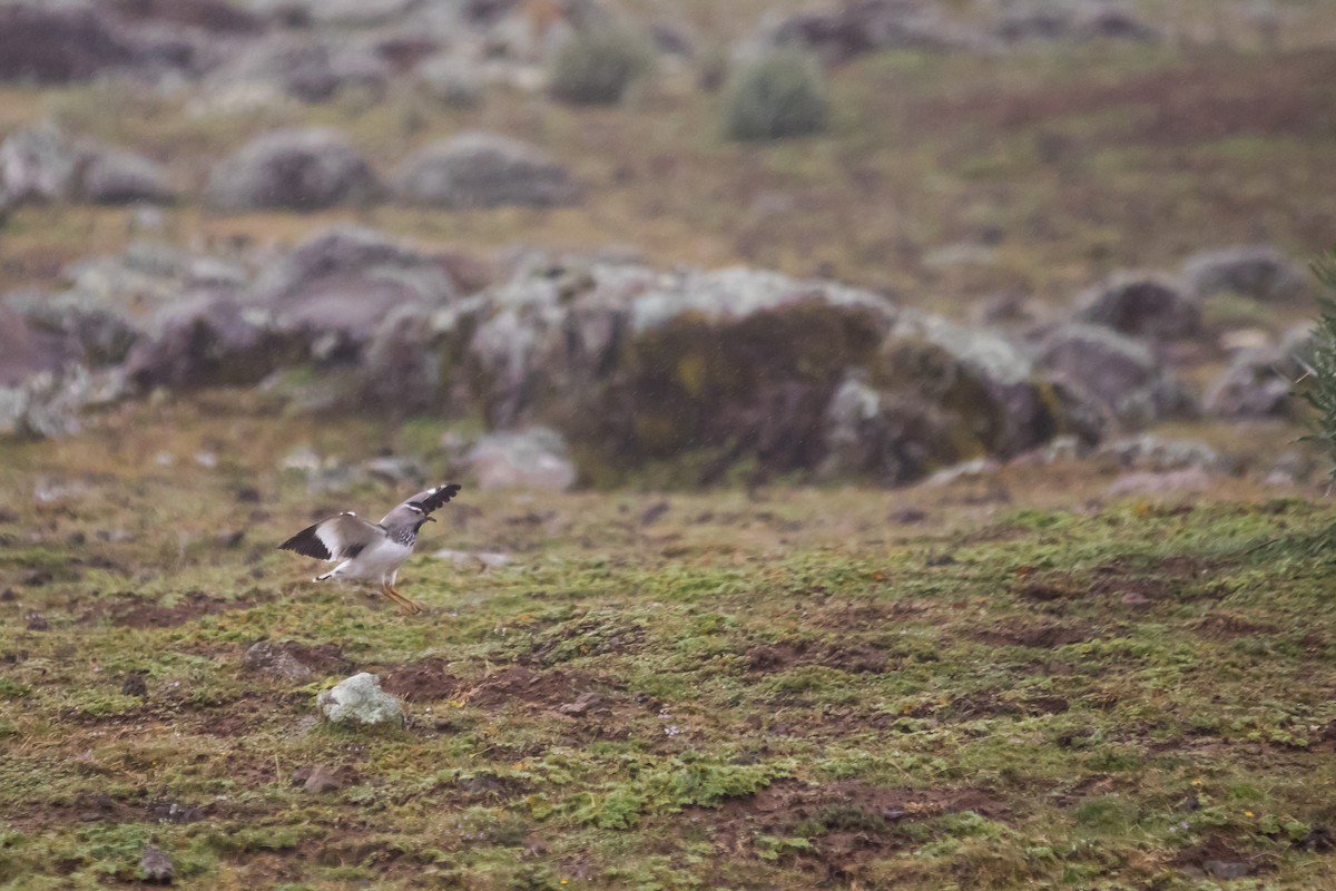 Spot-breasted Lapwing - Anonymous
