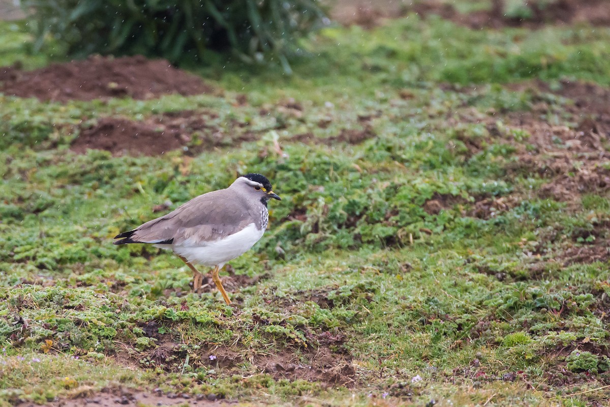 Spot-breasted Lapwing - Anonymous