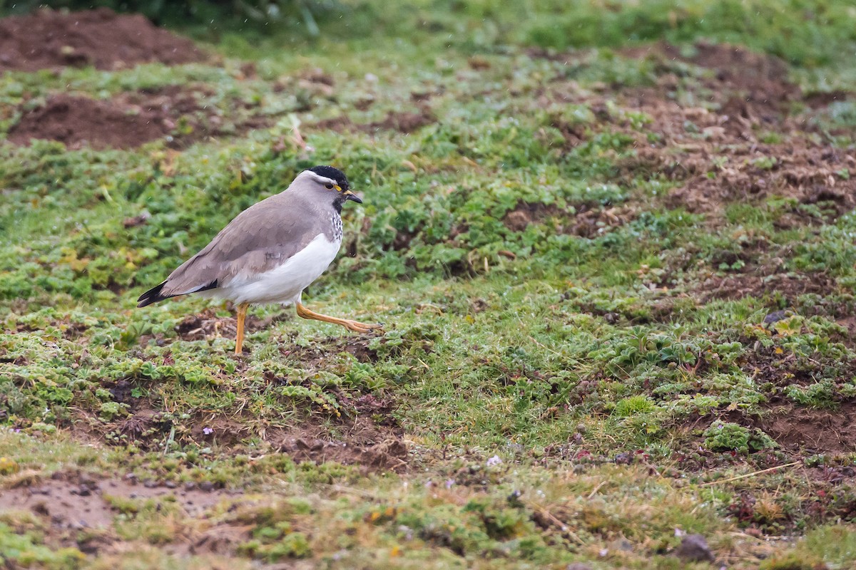 Spot-breasted Lapwing - ML615473762